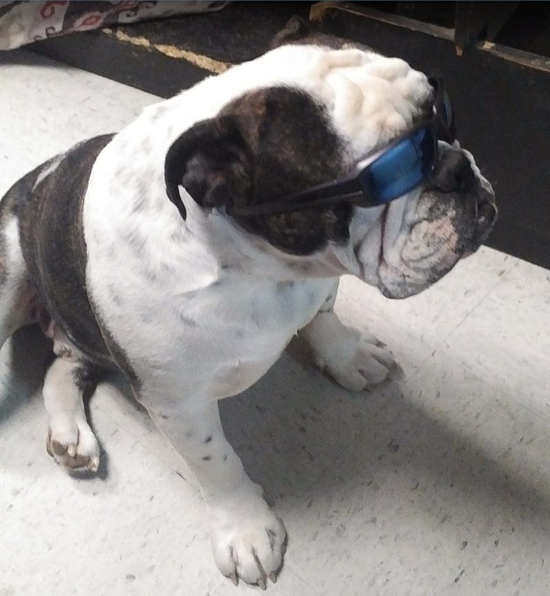 Bonkers, an English bulldog in blue sunglasses