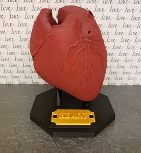 Anatomical Heart
