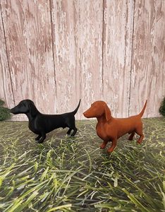 Dachshund