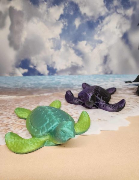 Sea Turtle