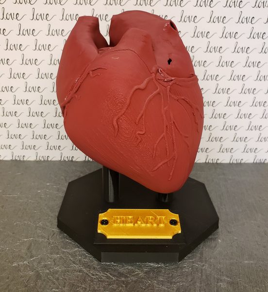Anatomical Heart
